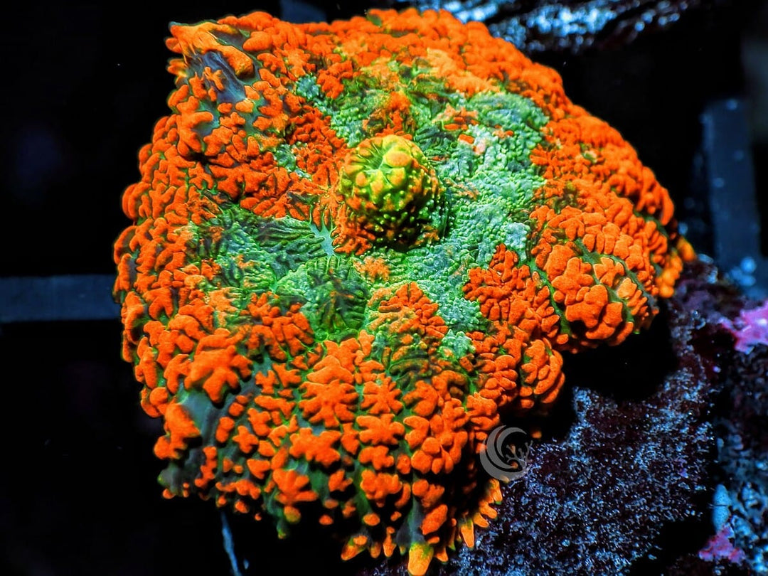 Orange Krinkles Rhodactis Mushroom