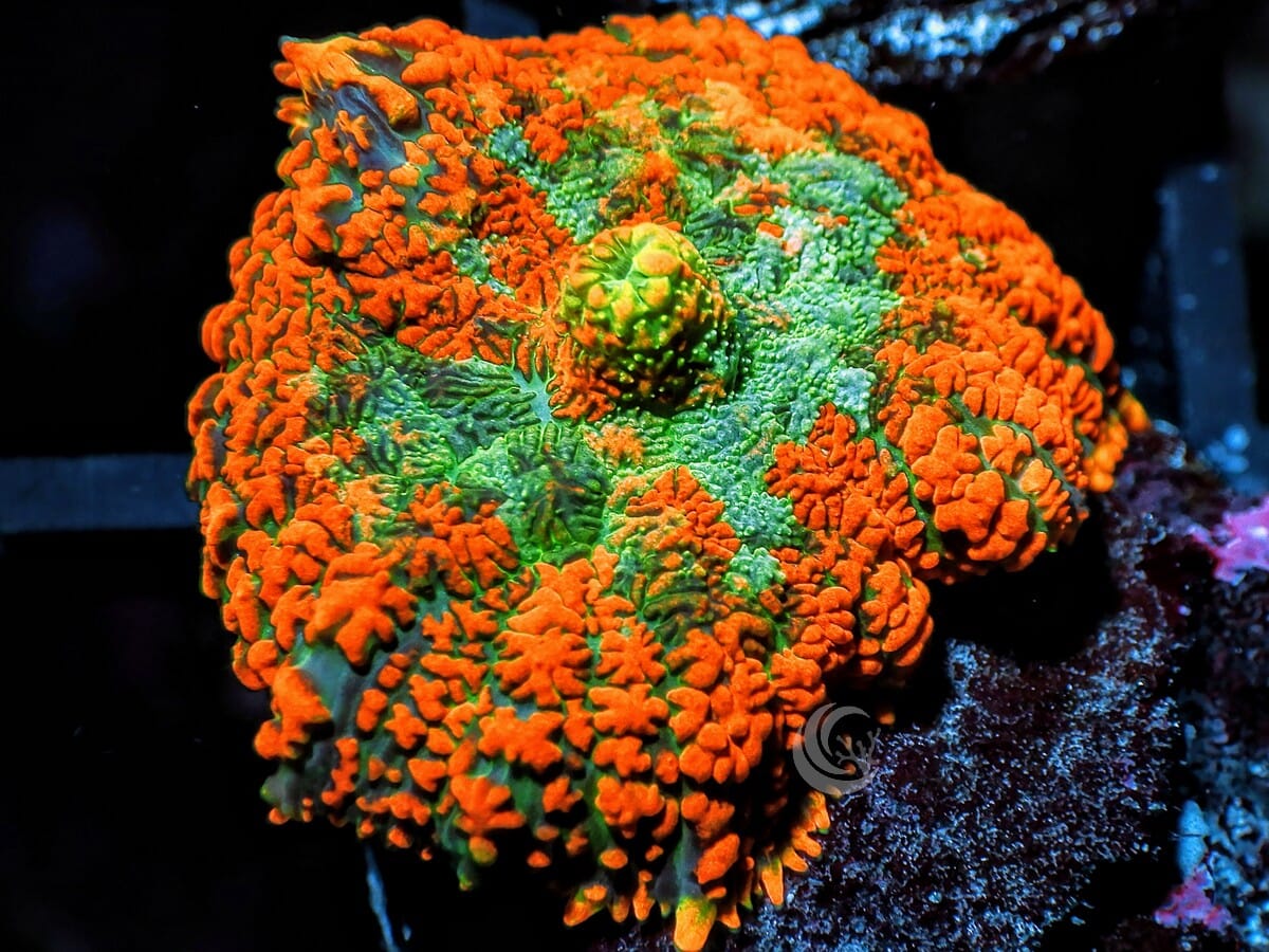 Orange Krinkles Rhodactis Mushroom