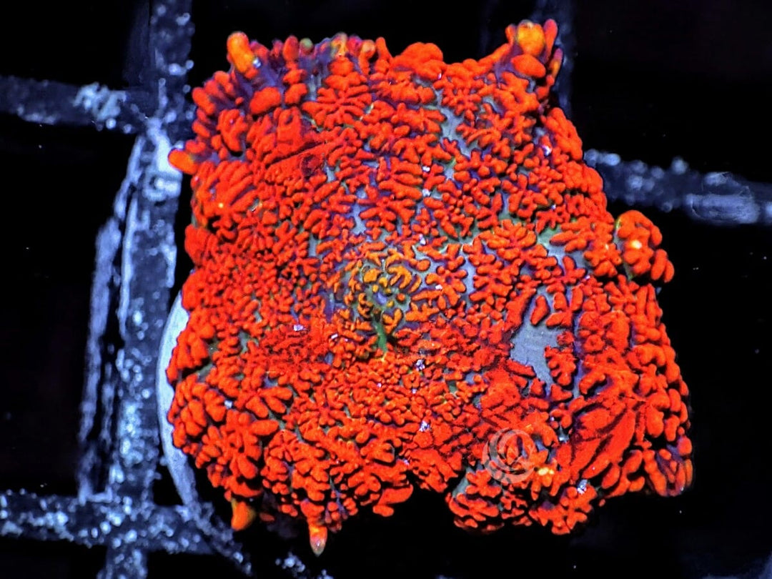Red-Orange Rhodactis Mushroom