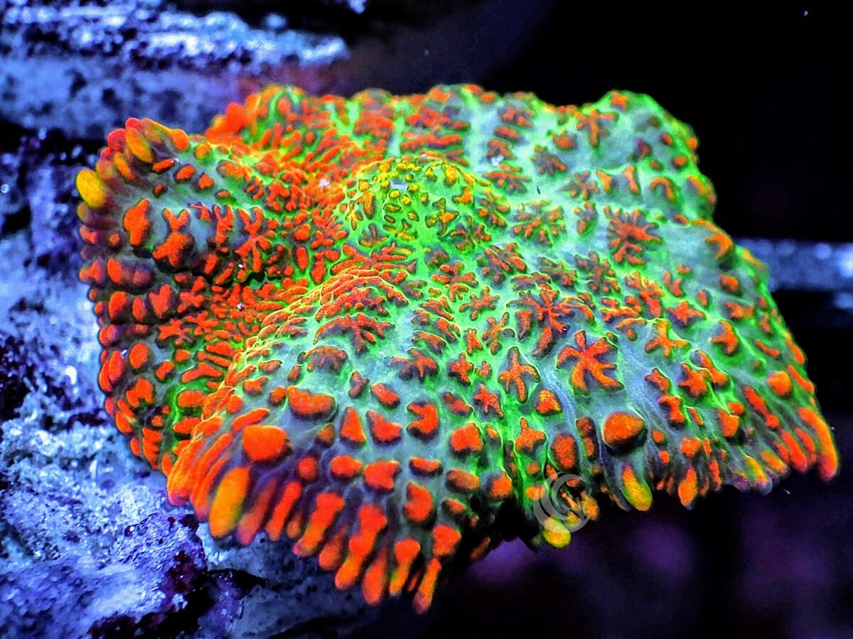 Orange Krinkles Rhodactis Mushroom