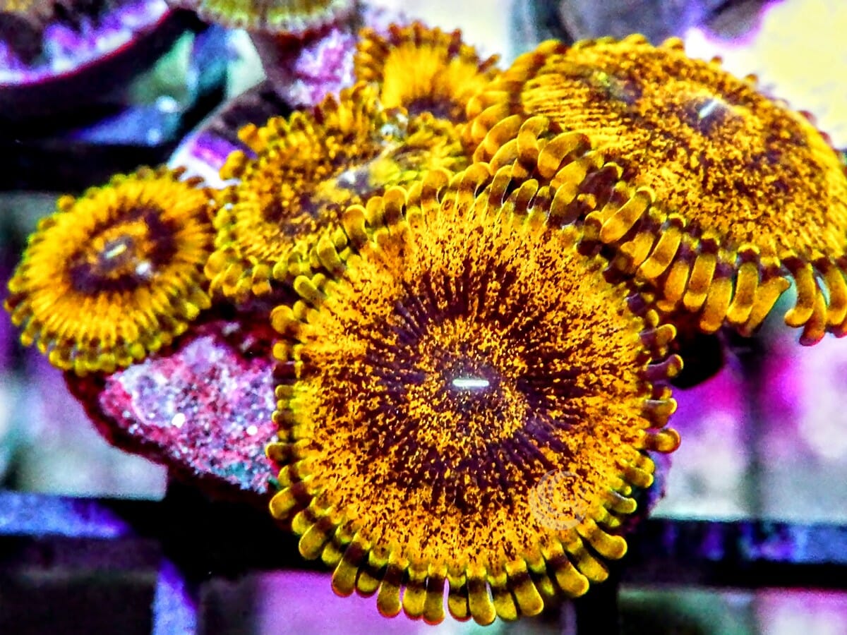 Gold Krakatoa Zoanthids