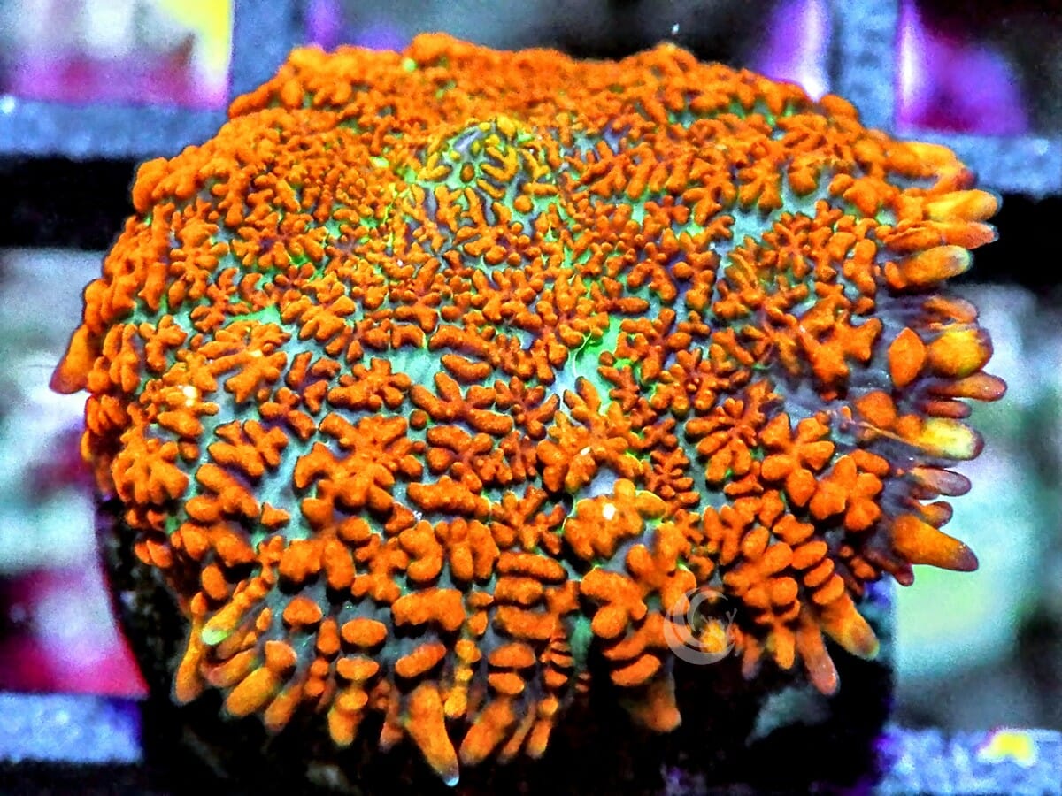 Orange Rhodactis Mushroom