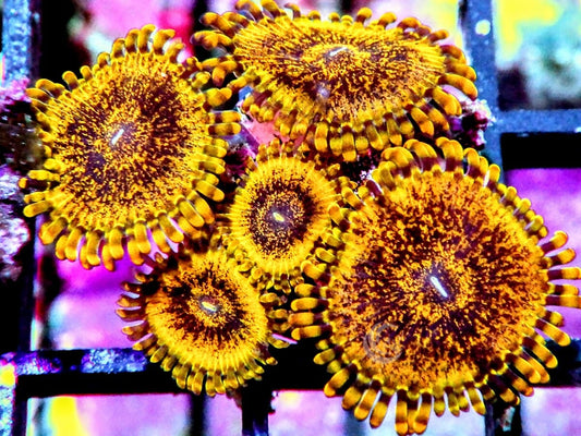 Gold Krakatoa Zoanthids