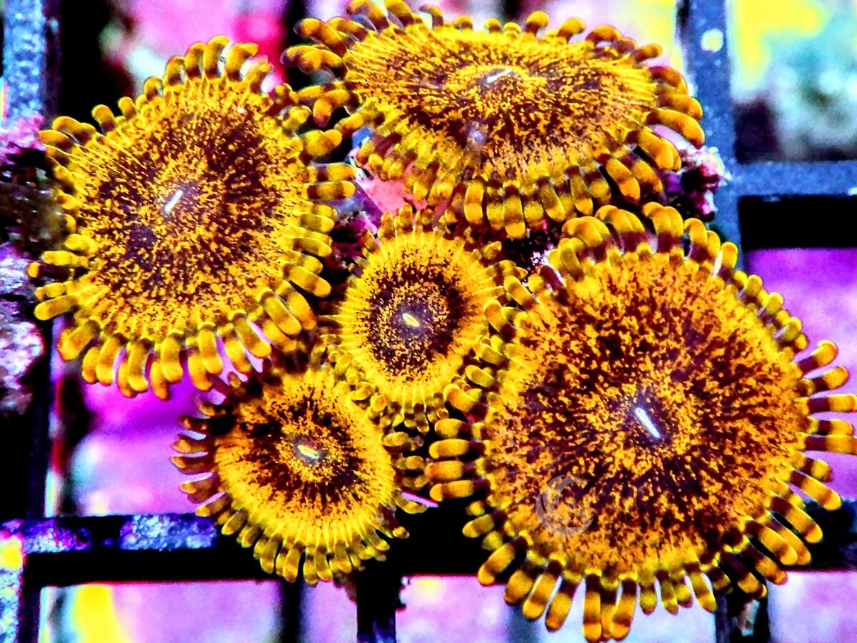 Gold Krakatoa Zoanthids