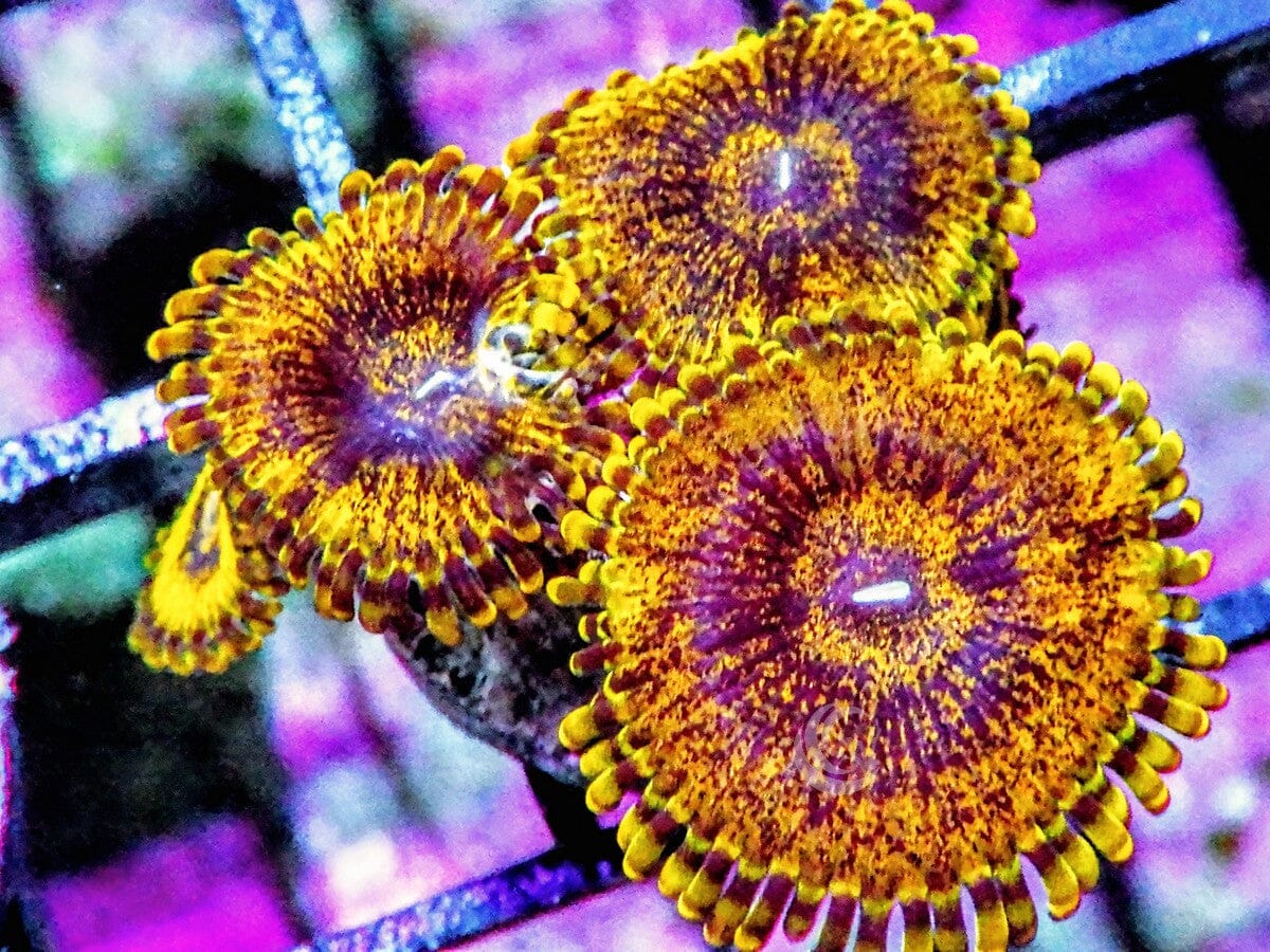 Gold Krakatoa Zoanthids