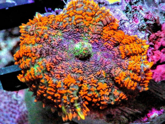 Orange Rhodactis Mushroom