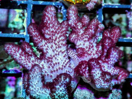 Hairy Beast Finger Leather