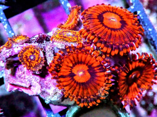Mixed Red Krakatoa Zoanthids