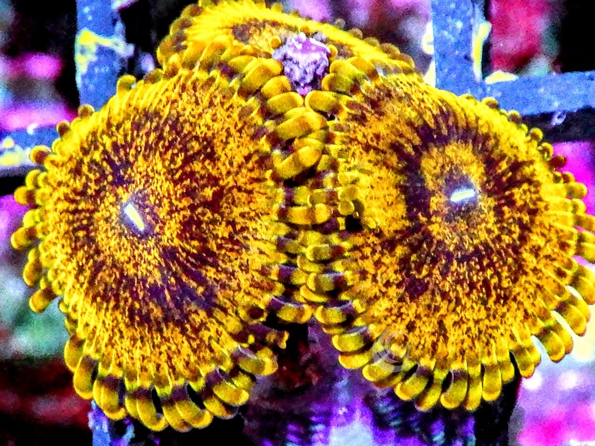 Gold Krakatoa Zoanthids