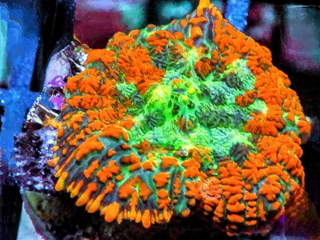 Orange Ring Rhodactis Mushroom