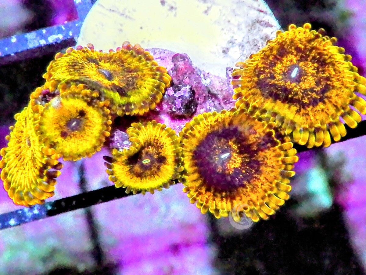 Mixed Ultra Gold Krakatoa Zoanthids
