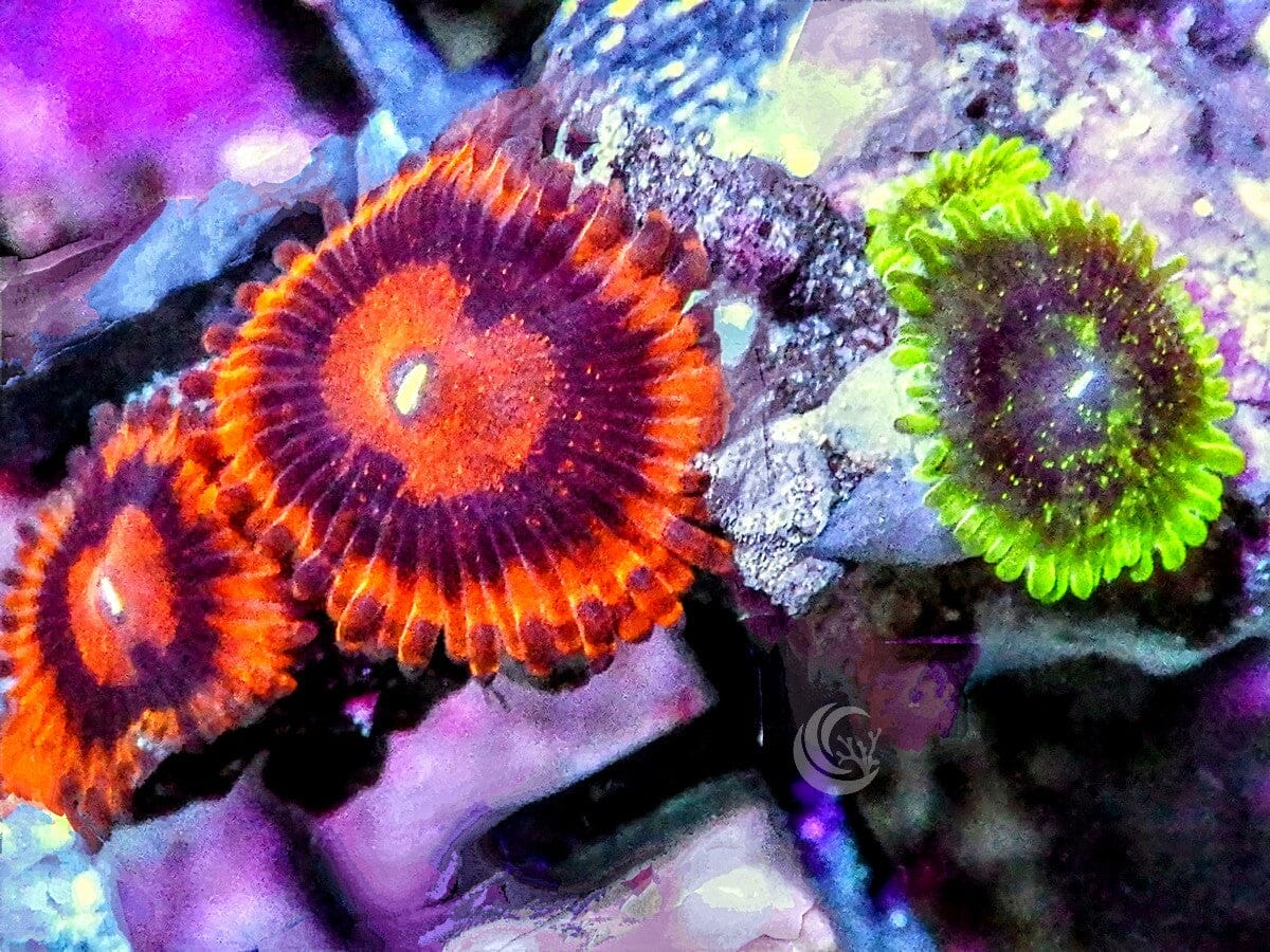 Red and Green Krak Zoanthids