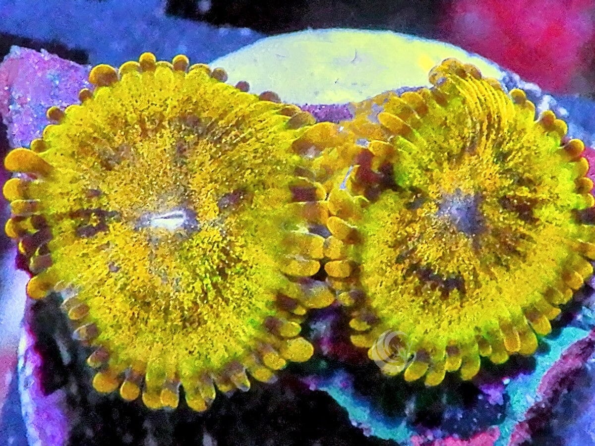 King Midas Krak Zoanthids