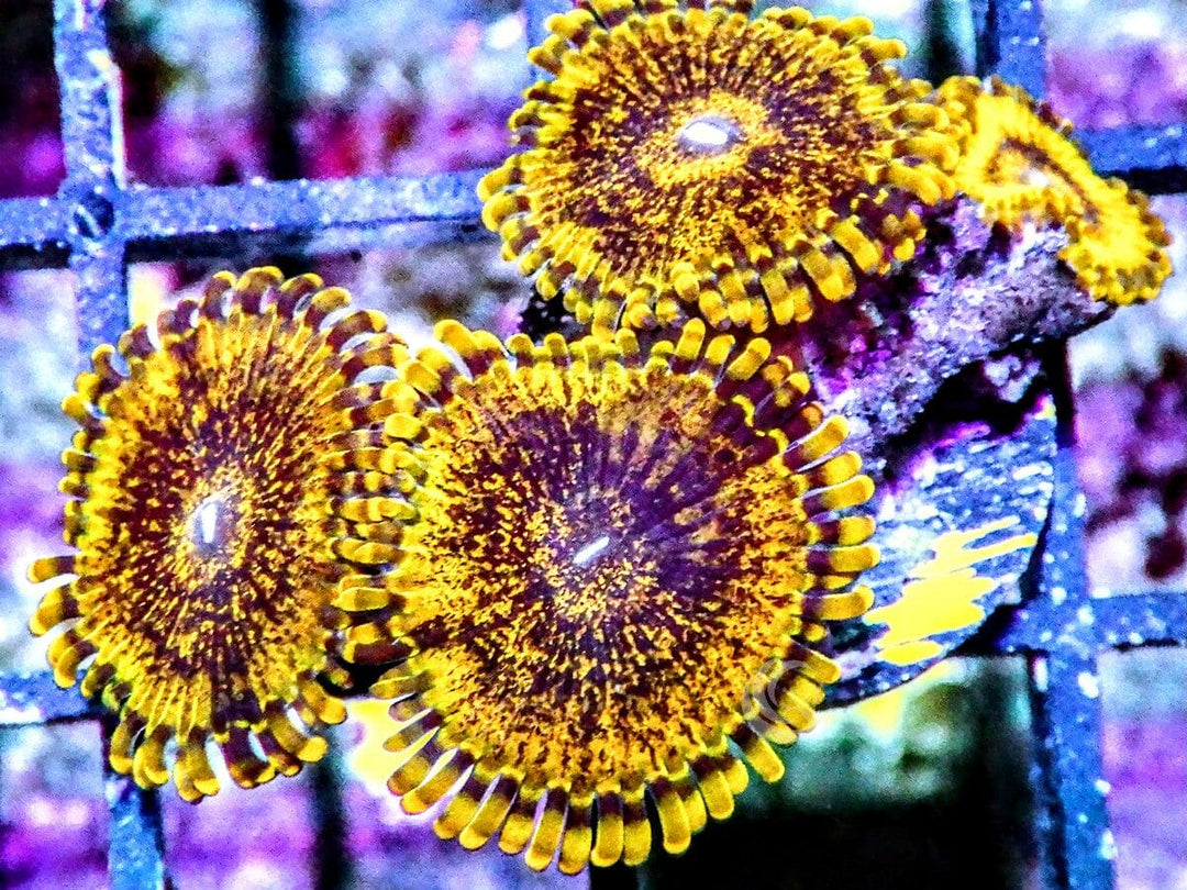 Super Gold Krak Zoanthids
