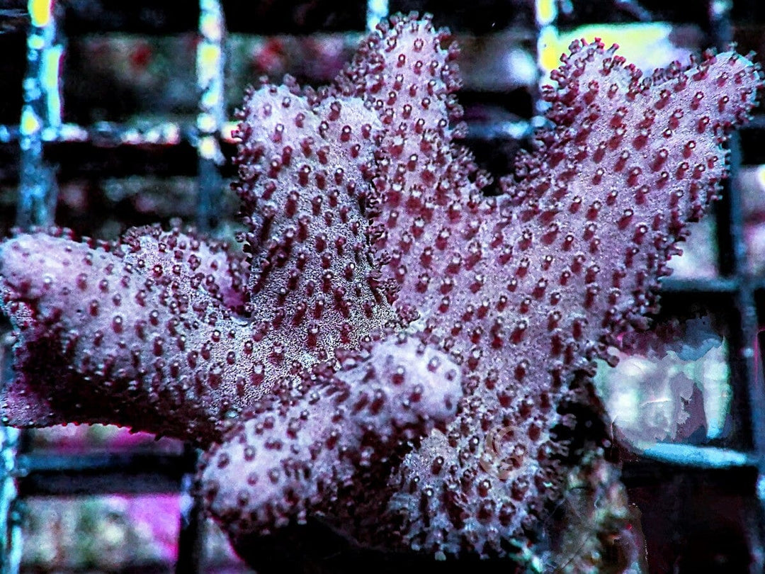 Thick Branched Leather