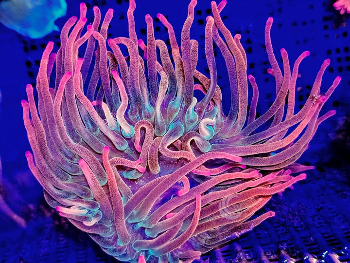 Rainbow Rose Bubble Anemone - Tank Raised