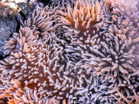 Magenta tip Heteractis crispa