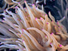 Jumbo SHOWPIECE Magenta tip Heteractis crispa Anemone