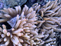 Magenta tip Heteractis crispa