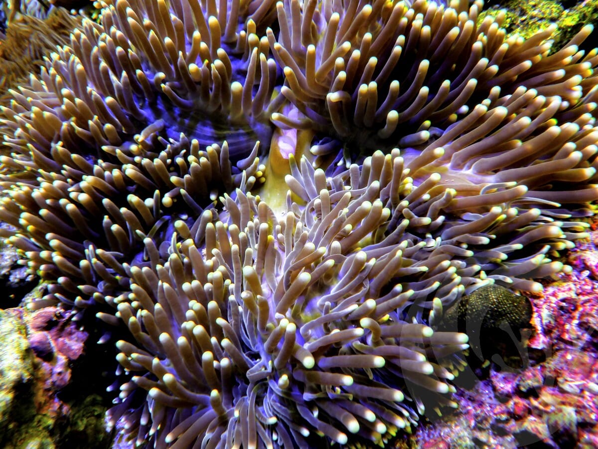 Yellow tip Heteractis magnifica Red-Brown Base
