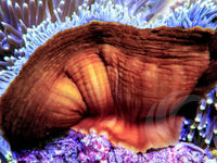 Yellow tip Heteractis magnifica Red-Brown Base
