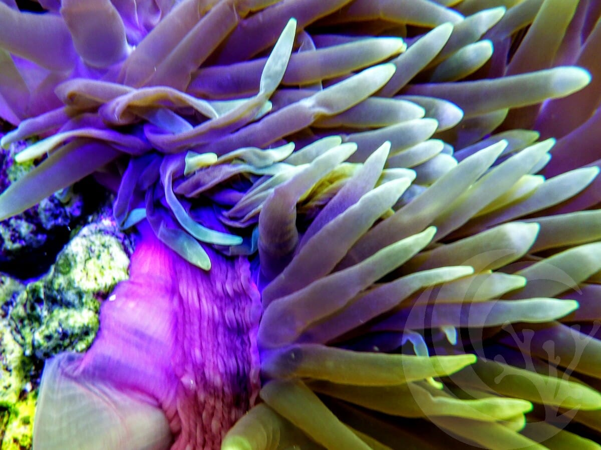 Green tip Heteractis magnifica Purple Base