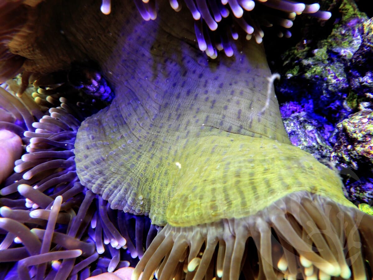 Showpiece Yellow tip Heteractis magnifica Yellow Base - WYSIWYG