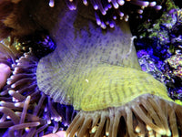 Showpiece Yellow tip Heteractis magnifica Yellow Base - WYSIWYG