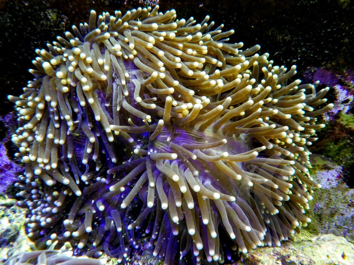 Yellow tip Heteractis magnifica Red-Brown Base