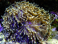 Yellow tip Heteractis magnifica Red-Brown Base