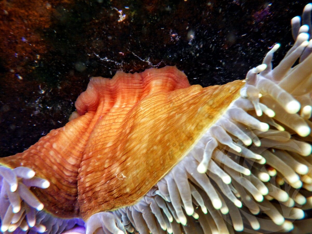 Yellow tip Heteractis magnifica Red-Brown Base