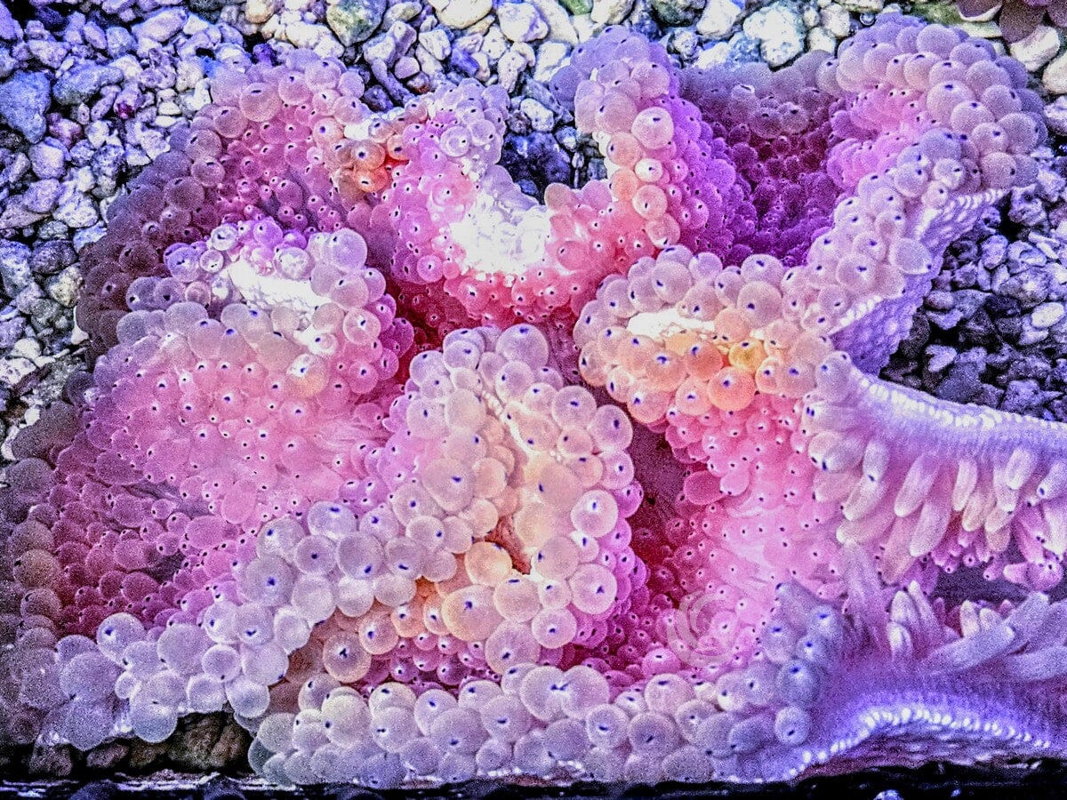 Hot Pink Heteractis crispa