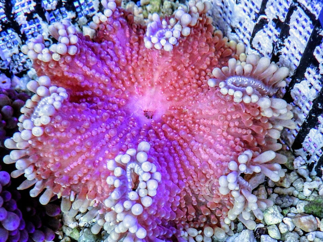 Pink Heteractis crispa