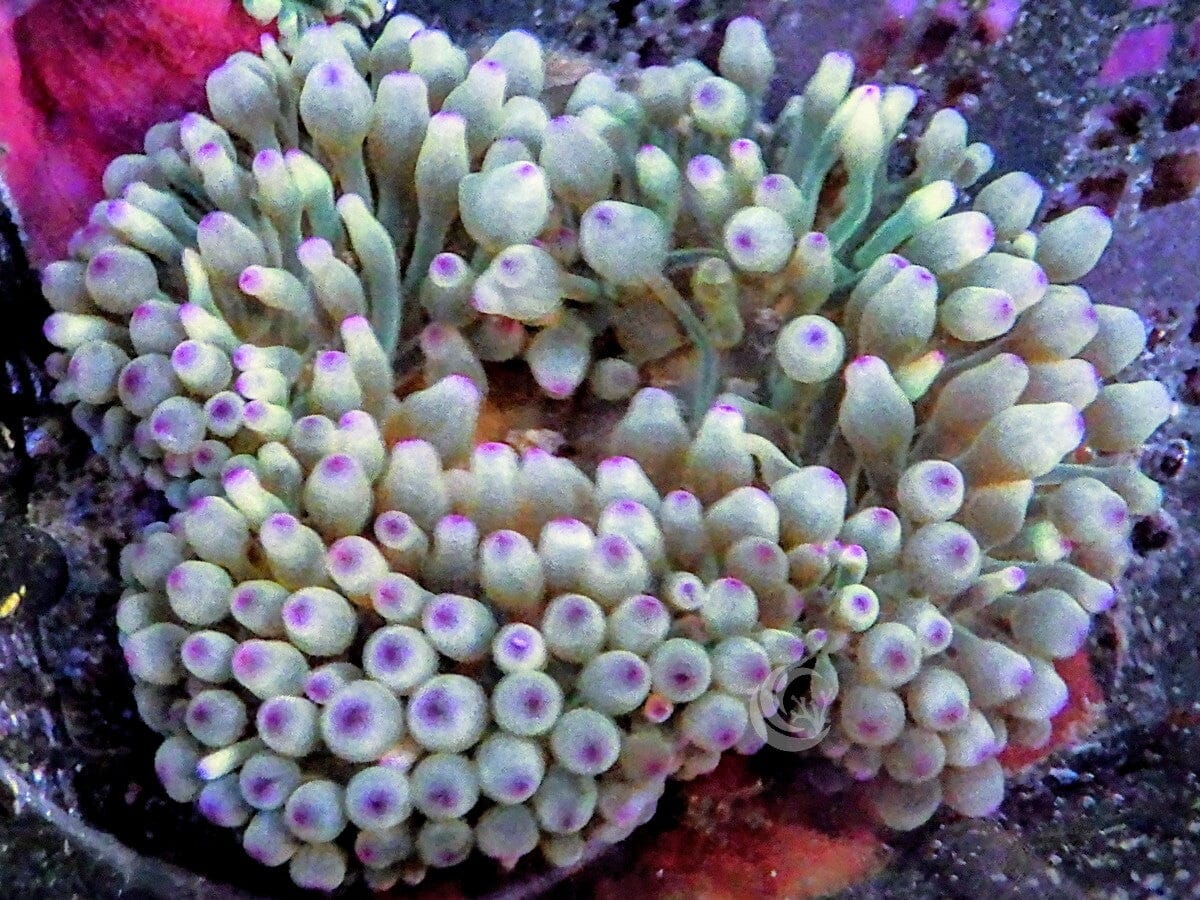 Purple tip Bubble Anemone