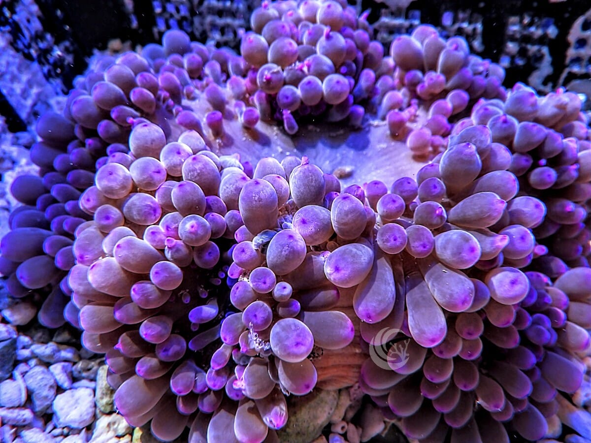 Purple Grape Heteractis crispa