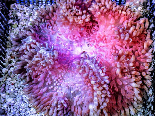 Purple tip Pink Heteractis crispa