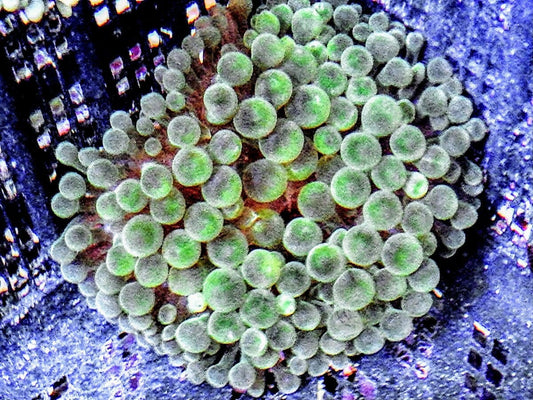 Green Bubble Anemone