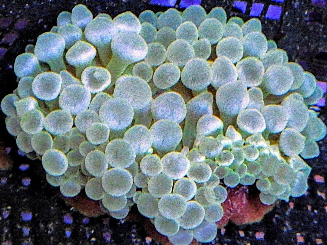 Green Bubble Anemone