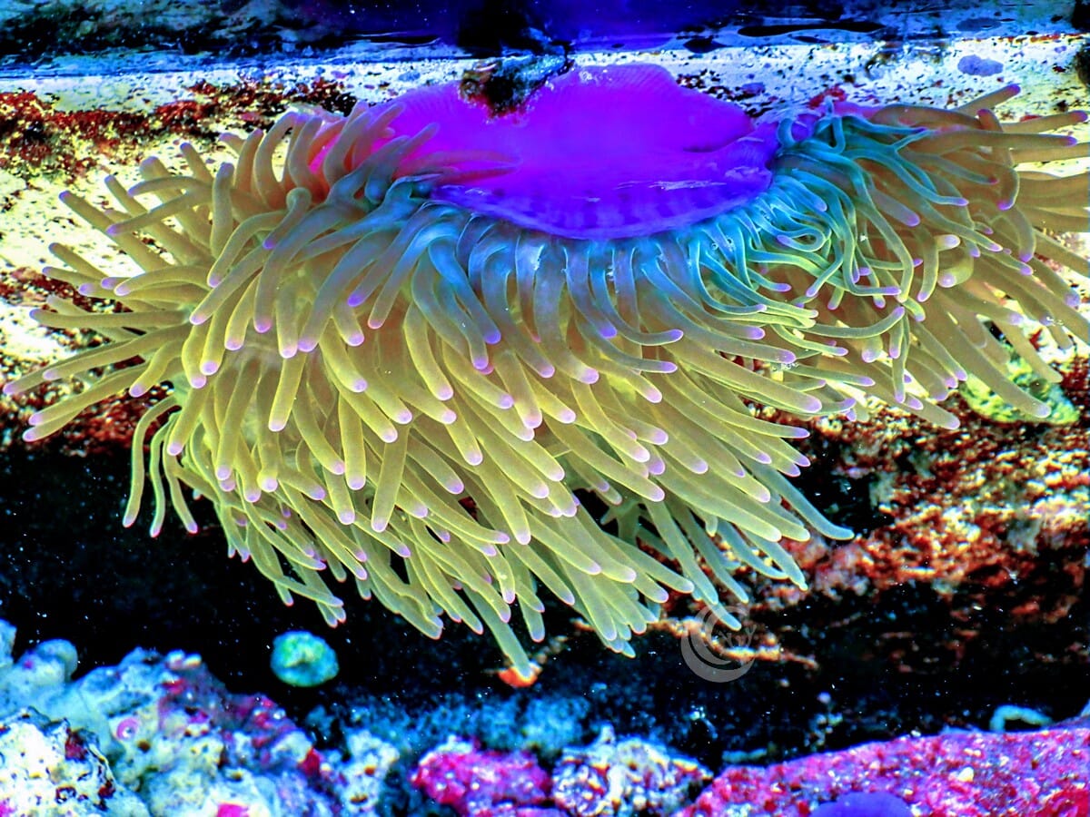 Purple tip Lime Heteractis magnifica Pink-Purple base
