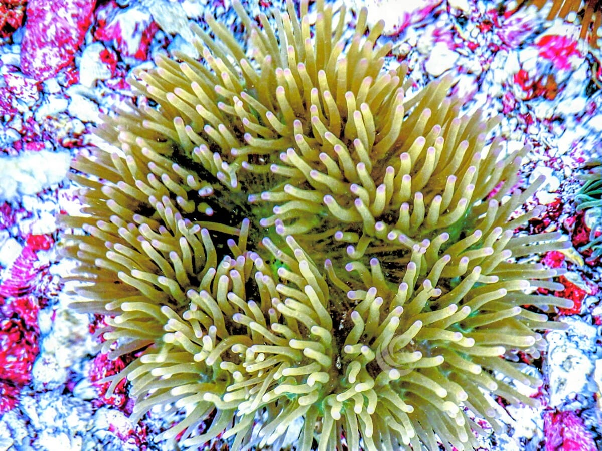 Purple tip Lime Heteractis magnifica Pink-Purple bases