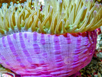 Purple tip Lime Heteractis magnifica Pink-Purple bases