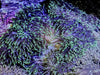 Glowing Lime tip with Purplish Base Heteractis magnifica Anemone - WYSIWYG