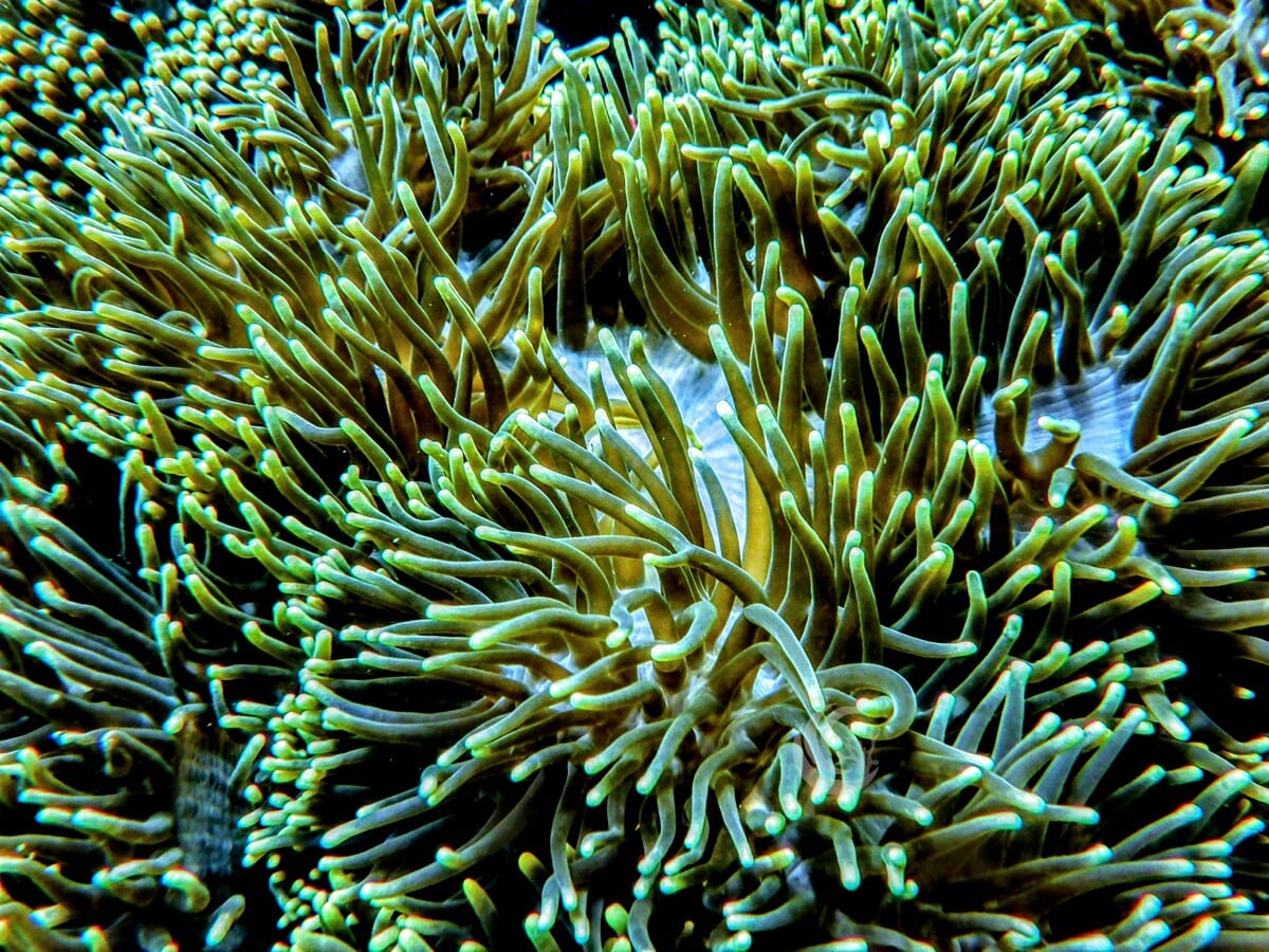 Green Heteractis magnifica Cream base