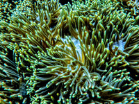 Green Heteractis magnifica Cream base