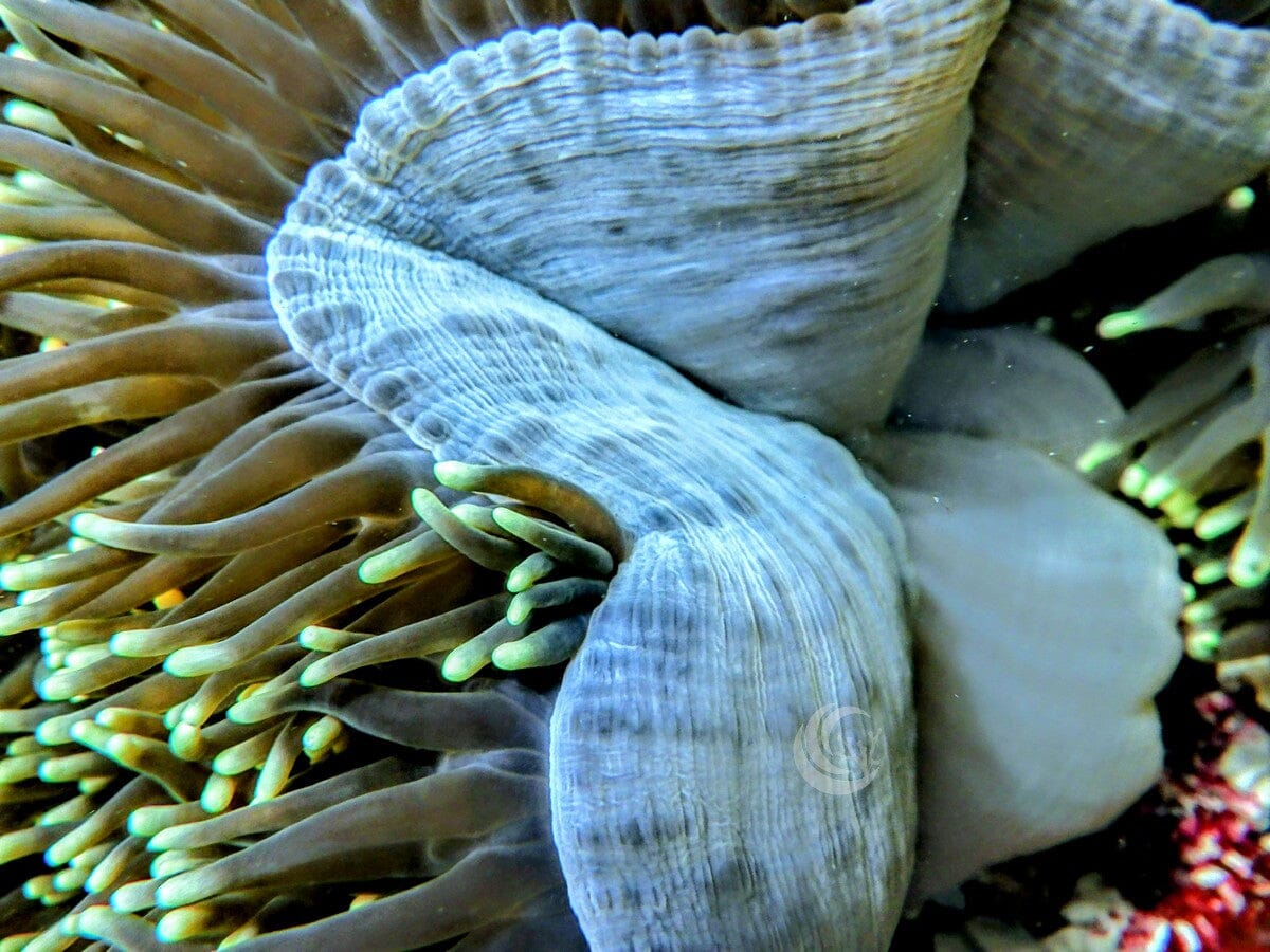 Green Heteractis magnifica Cream base