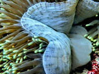 Green Heteractis magnifica Cream base