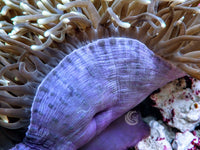 Green Heteractis magnifica Purple base