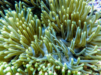 Green Heteractis magnifica Purple base