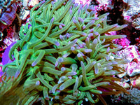 Purple tip Bright Lime Heteractis magnifica Pink-Purple base