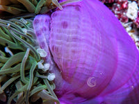 Purple tip Bright Lime Heteractis magnifica Pink-Purple base